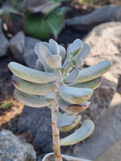 Cotyledon