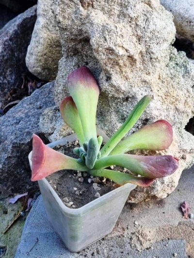 Kalanchoe Oricula