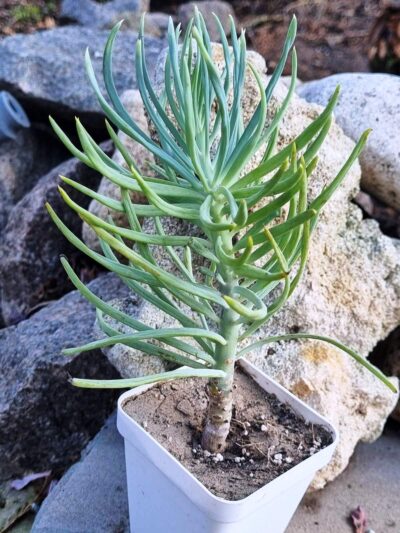 Senecio haworthii Kilimanjaro - Зображення 2