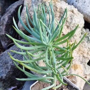 Senecio haworthii Kilimanjaro