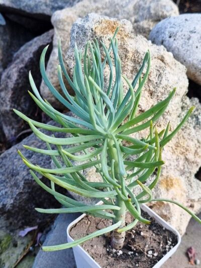 Senecio haworthii Kilimanjaro