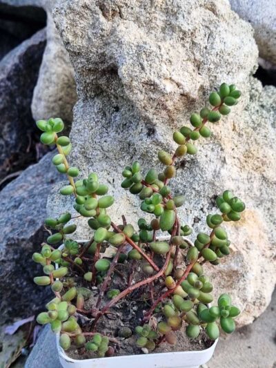 Sedum Stahlii - Зображення 2