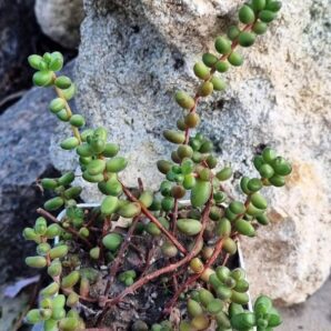 Sedum Stahlii