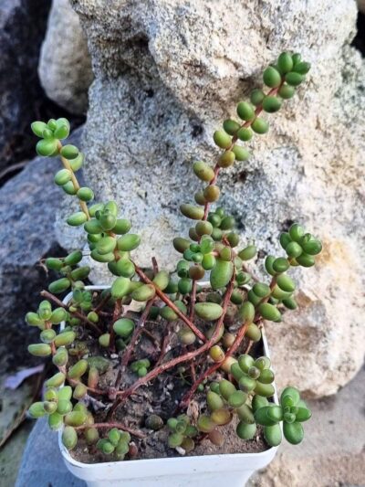 Sedum Stahlii