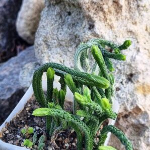 Crassula licopodioides