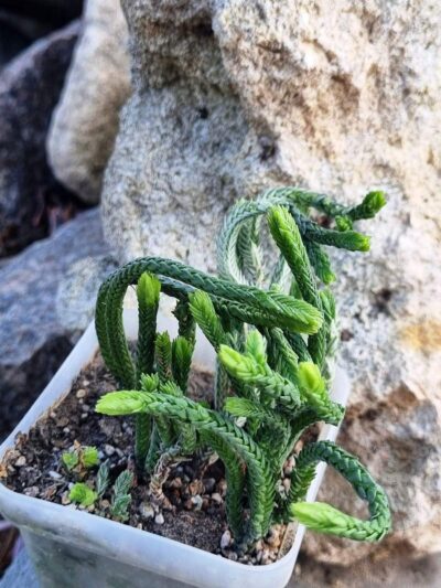 Crassula licopodioides
