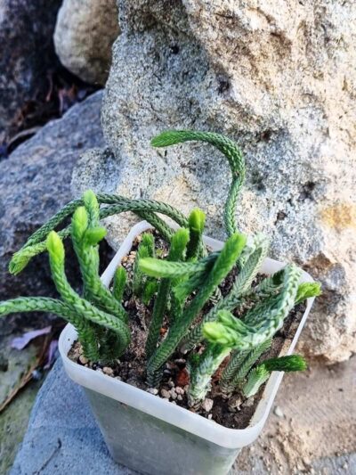 Crassula licopodioides - Зображення 2