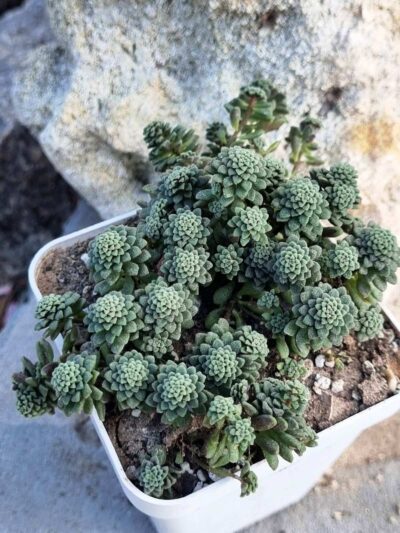 Monanthes Muralis