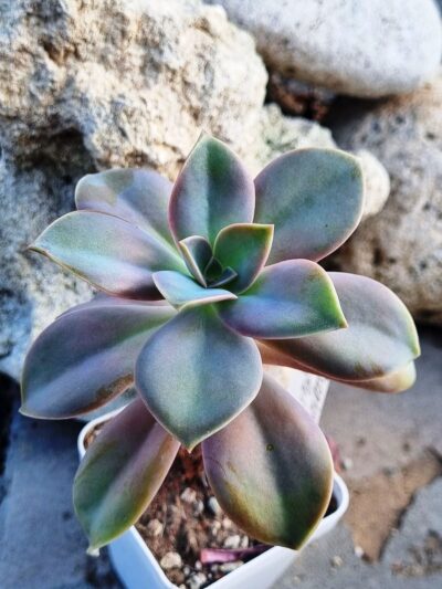 Graptoveria Douglas Huth - Зображення 2