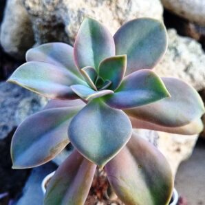 Graptoveria Douglas Huth