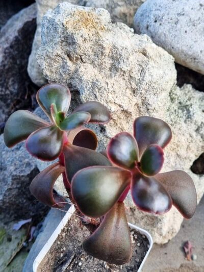 Echeveria Red Ball - Зображення 2