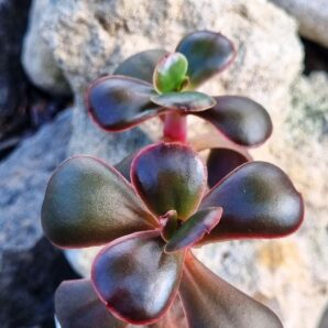 Echeveria Red Ball