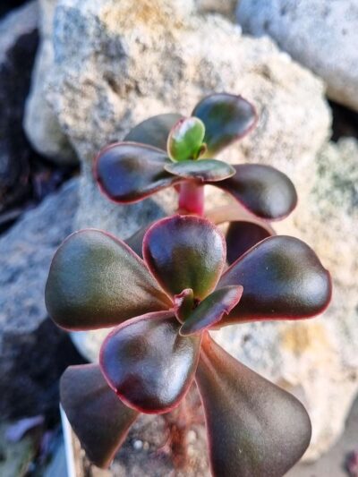 Echeveria Red Ball