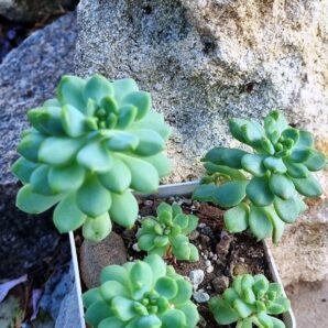Echeveria Blue Elf
