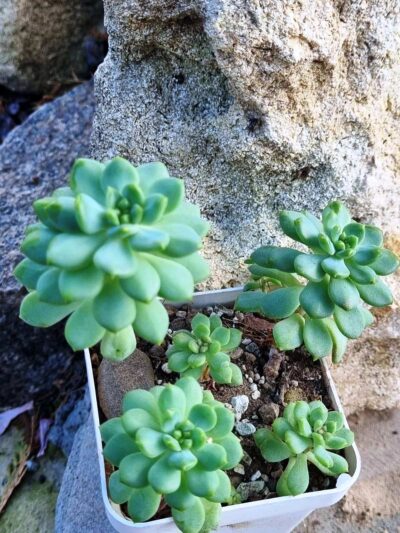 Echeveria Blue Elf