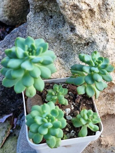 Echeveria Blue Elf - Зображення 2