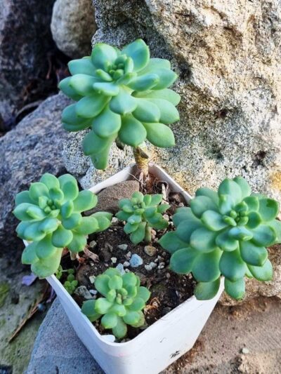 Echeveria Blue Elf - Зображення 3