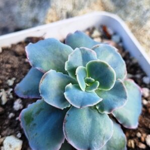 Echeveria Blue Curls