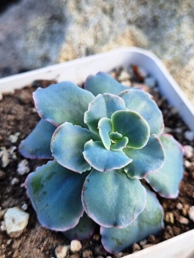Echeveria Blue Curls