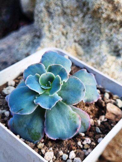 Echeveria Blue Curls - Зображення 2
