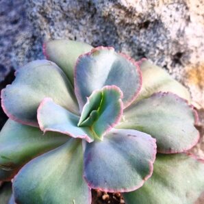 Echeveria Tinkerbell