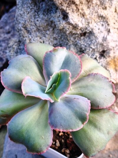 Echeveria Tinkerbell