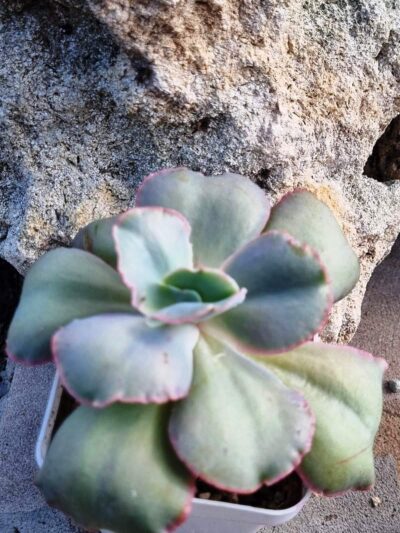 Echeveria Tinkerbell - Зображення 2