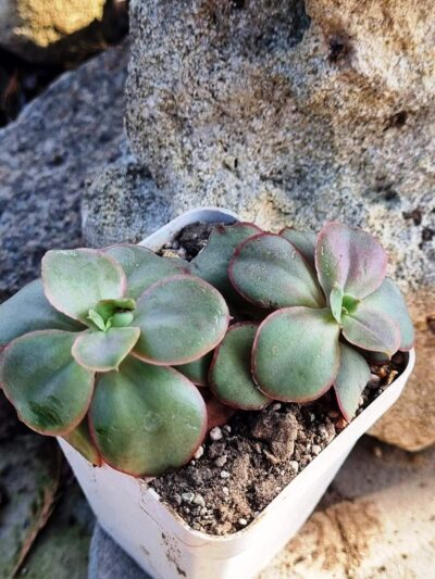 Echeveria Kissing - Зображення 2