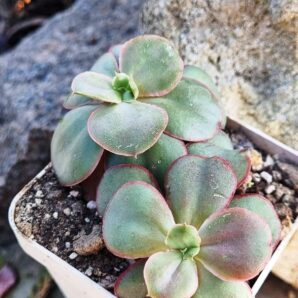Echeveria Kissing