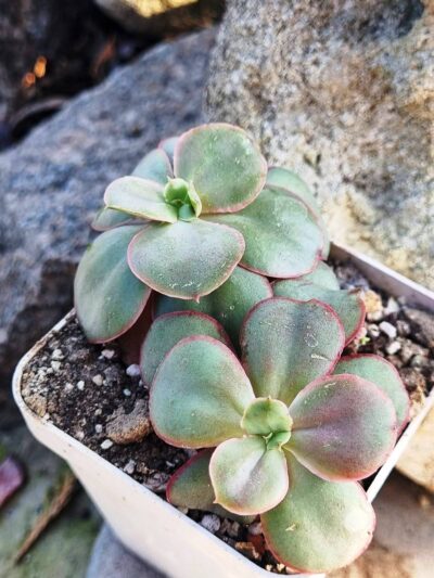 Echeveria Kissing