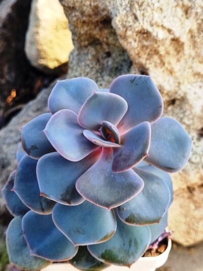 Echeveria Dustu Rose - Зображення 2