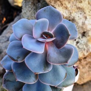 Echeveria Dustu Rose