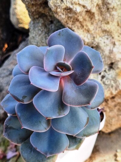 Echeveria Dustu Rose