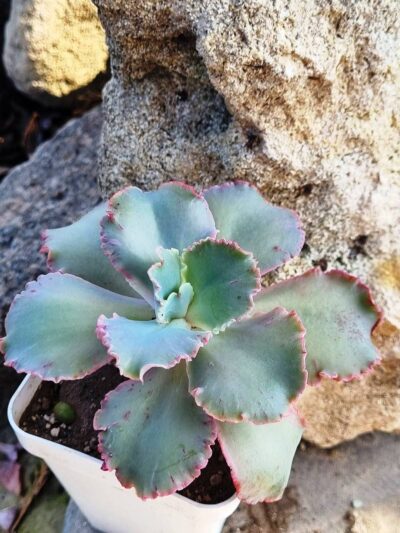 Echeveria Cleopatra - Зображення 2