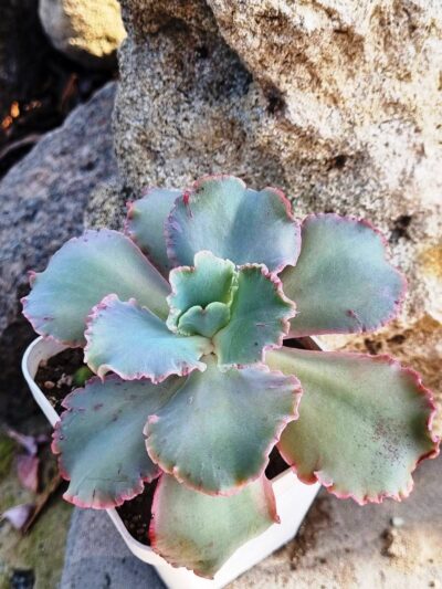 Echeveria Cleopatra