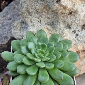 Echeveria