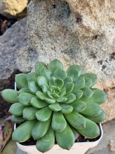 Echeveria