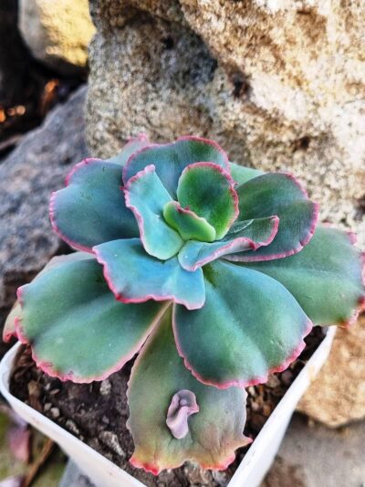 Echeveria Crazy Joker
