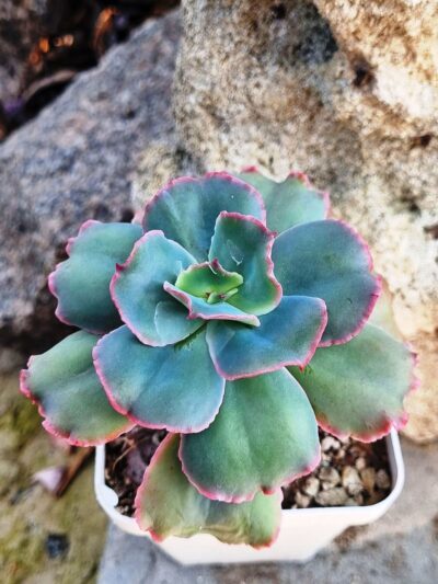 Echeveria Crazy Joker - Зображення 2