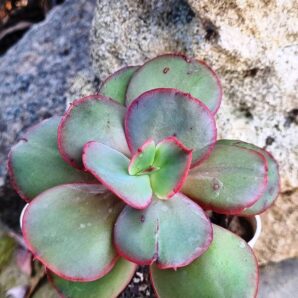 Echeveria Suyon