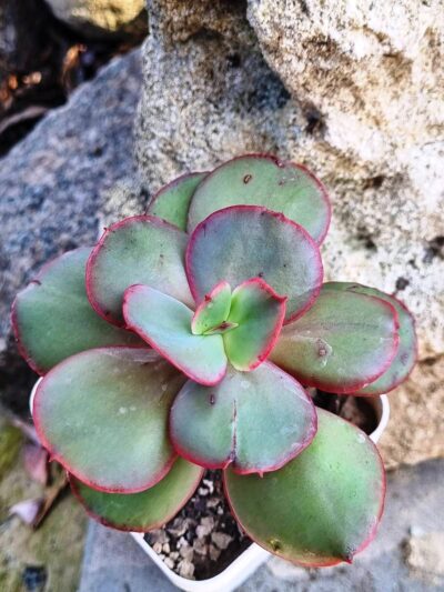 Echeveria Suyon