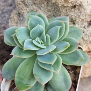Echeveria Luella