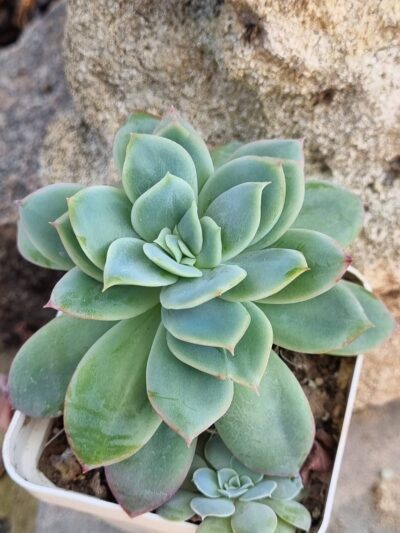Echeveria Luella
