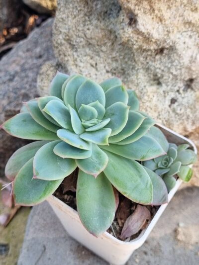 Echeveria Luella - Зображення 2
