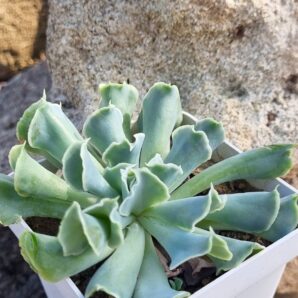 Echeveria Nichi