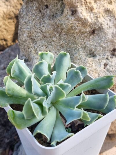 Echeveria Nichi
