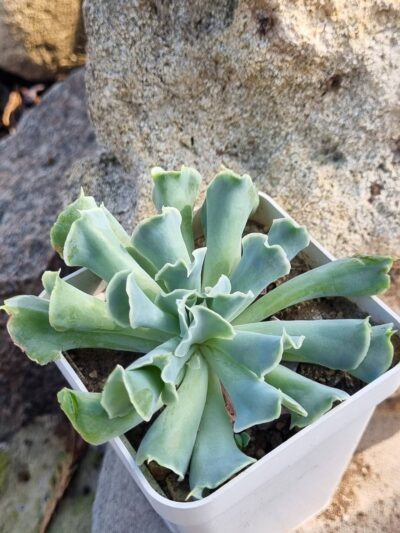 Echeveria Nichi - Зображення 2