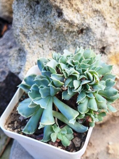 Echeveria Nichi cristata - Зображення 2