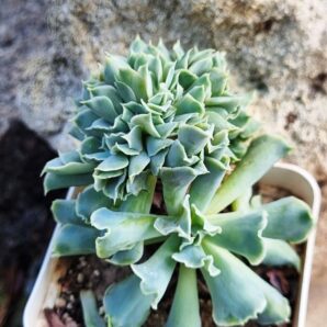 Echeveria Nichi cristata