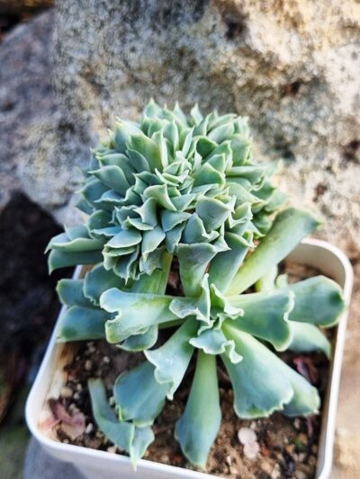 Echeveria Nichi cristata